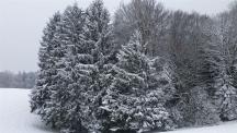 Kleineledder im Schnee - Januar 2015